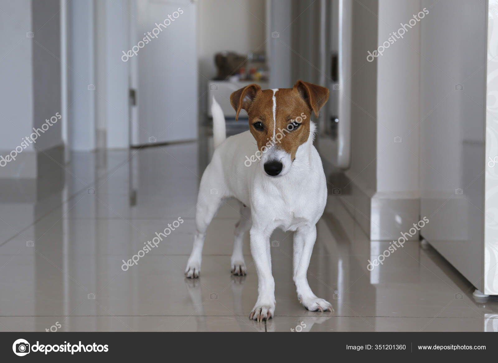 Cute One Year Old Jack Russel Terrier Puppy Folded Ears Stock